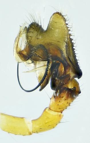 Nematogmus sanguinolentus